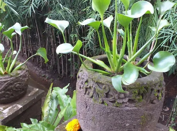 Gasthuis Dazk Golden Estate 4*