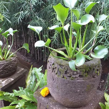 Gæstehus Dazk Golden Estate 4*