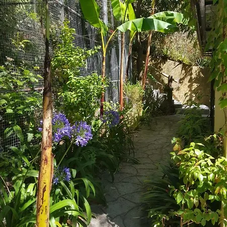 Dazk Golden Estate Ribeira Brava